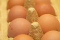 Few yellow eggs in a tray close up Royalty Free Stock Photo