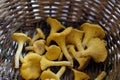 Mushrooms chanterelle in basket. Royalty Free Stock Photo