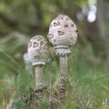 A few young specimens of the Great Parasol fungus Macrolepiota procera among the grass of the dunes in the Amsterdamse Waterleid Royalty Free Stock Photo