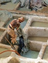 Leather dying in a traditional tannery in Fez, Morocco Royalty Free Stock Photo