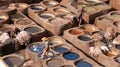 Leather dying in a traditional tannery in Fez, Morocco Royalty Free Stock Photo