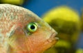 Ffish in an aquarium Royalty Free Stock Photo