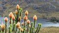 Fflower of Andes in Cajas National park, Ecuador