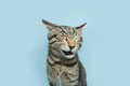 FFunny portrait cat winking with surprised face expression. Isolated on blue pastel background