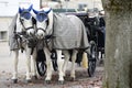 Fiaker horses in Vienna, Austria, Europe Royalty Free Stock Photo