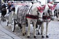 horses in Vienna, Austria, Europe Royalty Free Stock Photo