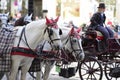 horses in Vienna, Austria, Europe Royalty Free Stock Photo