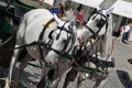 Fiaker horses in Vienna, Austria, Europe Royalty Free Stock Photo