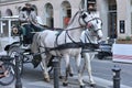 Fiaker horses in Vienna, Austria, Europe Royalty Free Stock Photo