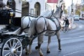 Fiaker horses in Vienna, Austria, Europe Royalty Free Stock Photo