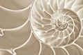 Fibbonachi Spiral in Nautilus Shell Royalty Free Stock Photo