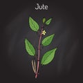 Fiber crop jute Corchorus olitorius , or Nalta-jute, tossa-jute, s mallow, West African sorrel, bush okra