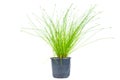 Fiber Optic Grass, \