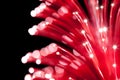 Fiber optics close-up Royalty Free Stock Photo