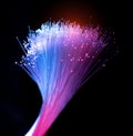 fiber optics network cable for ultra fast internet communications, thin light threads that move information Royalty Free Stock Photo