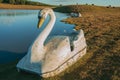 Fiberglass pedal boat resembling swan near lake