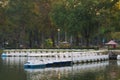 Fiberglass swan boats awaiting passengers in the early morning at a Thai park lake. Royalty Free Stock Photo