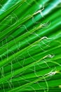 Fibers on green leaves