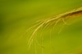 Fibers at the tips of a palm tree leaf close-up. The concept that the natural fibers of certain plants can be used in many folk