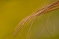 Fibers at the tips of a palm tree leaf close-up. The concept that the natural fibers of certain plants can be used in many folk