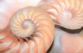 fibonacci pattern in cross section nautilus sea shell Royalty Free Stock Photo