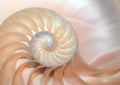 fibonacci pattern in cross section nautilus sea shell Royalty Free Stock Photo