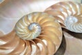 fibonacci pattern in cross section nautilus sea shell Royalty Free Stock Photo