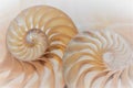 fibonacci pattern in cross section nautilus sea shell