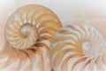 fibonacci pattern in cross section nautilus sea shell Royalty Free Stock Photo