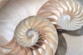 fibonacci pattern in cross section nautilus sea shell Royalty Free Stock Photo