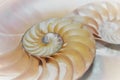 fibonacci pattern in cross section nautilus sea shell Royalty Free Stock Photo