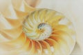 fibonacci pattern in cross section nautilus sea shell Royalty Free Stock Photo