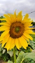 Fibonacci  Pattern Sunflower Royalty Free Stock Photo