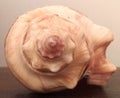 Fibonacci sequence on conch shell.