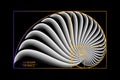 Fibonacci Sequence Golden ratio. Geometric shapes spiral. Snail spiral. Sea shell of white circles. Sacred geometry logo template