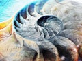 Fibonacci shell, golden ratio digital painting Royalty Free Stock Photo