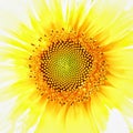 Fibonacci in Sunflower Royalty Free Stock Photo