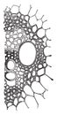 Fibro-vascular Bundle vintage illustration