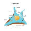 Fibroblast anatomy. close-up with collagen fibrils, and organelles