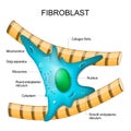 Fibroblast anatomy. structure of cell
