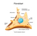 Fibroblast. Cell structure and anatomy Royalty Free Stock Photo