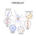 Fibroblast. Cell structure and function Royalty Free Stock Photo