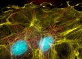 Fibroblast cells Royalty Free Stock Photo