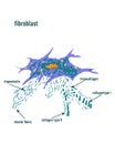 Fibroblast is a dermis cell. Structure of Fibroblast cell,detailed structure of Human. fibroblast cell illustration eps inv