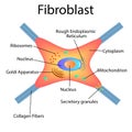 Fibroblast is a dermis cell. Structure of Fibroblast cell. Royalty Free Stock Photo