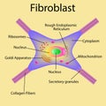 Fibroblast is a dermis cell. Structure of Fibroblast cell. Royalty Free Stock Photo