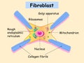 Fibroblast is a dermis cell. Structure of Fibroblast cell. Royalty Free Stock Photo