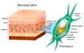 Fibroblast and Human skin structure Royalty Free Stock Photo