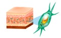 Fibroblast and skin structure