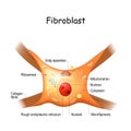 Fibroblast structure. cell anatomy Royalty Free Stock Photo